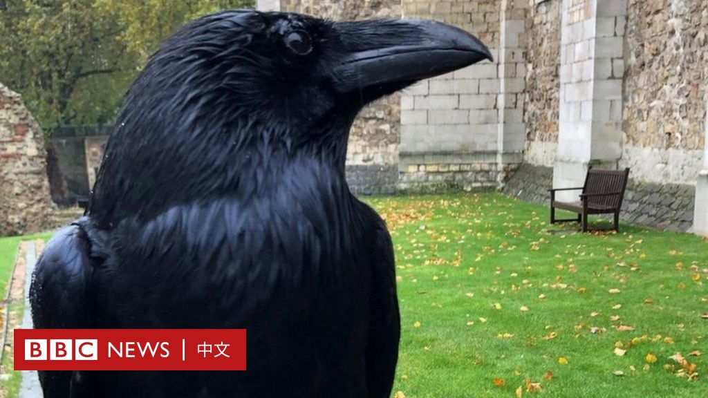 英国的旅行和历史：乌鸦及其传说，伦敦塔的守护神-BBC新闻