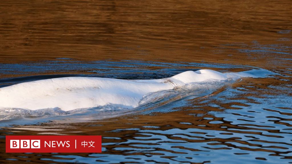 法国鲸鱼：困在塞纳河的白鲸转运过程中被执行安乐死