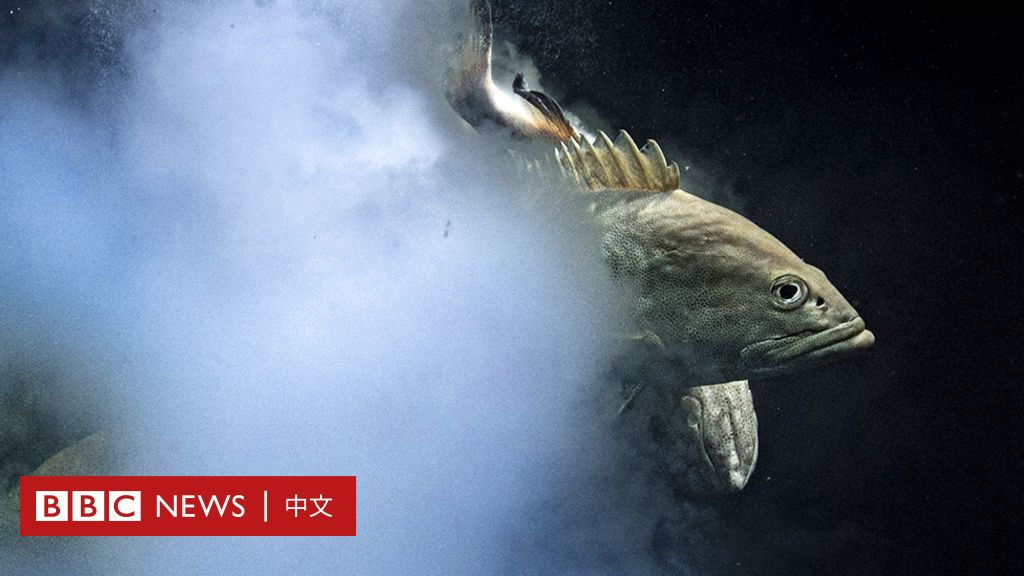 野生动物摄影大赛 海底石斑鱼激烈“性爆炸”画出问号