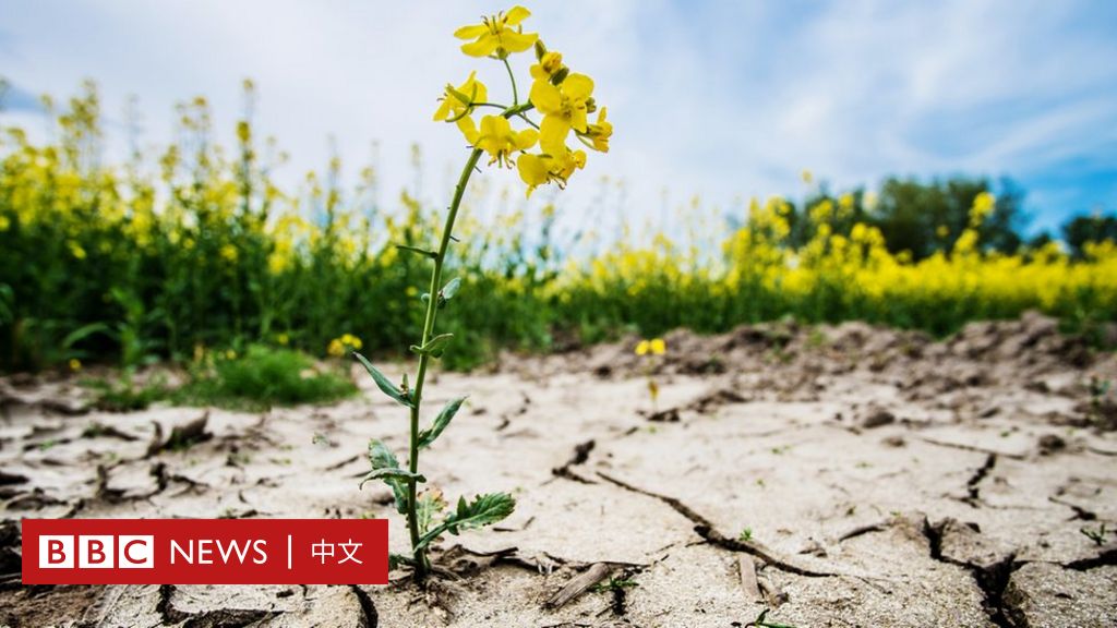 氣候變化：科學家警告全球面臨氣候危機 - BBC News 中文