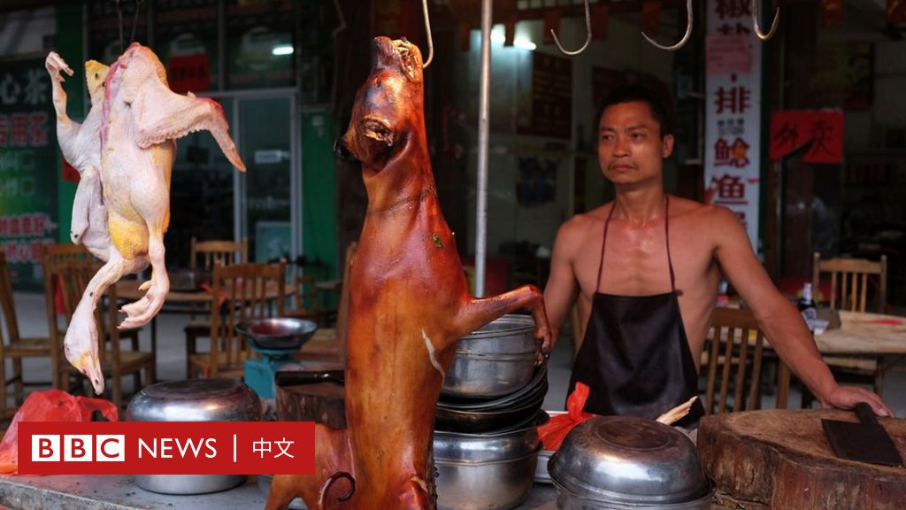 又是一年狗肉節：中國網民今年怎麼說？ BBC News 中文