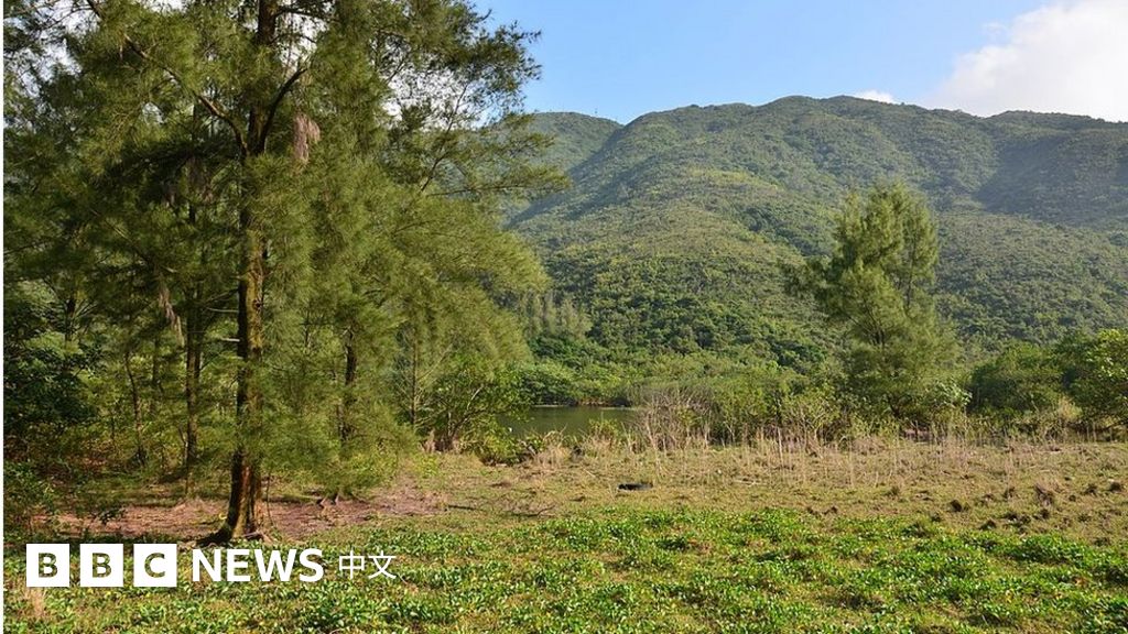 亚洲教育新潮流：森林学校让孩子从小接触大自然