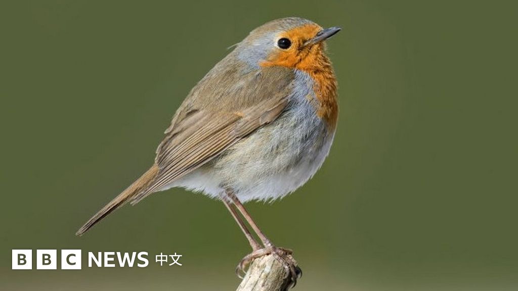 英国脱欧政坛 炮火连天 知更鸟飞跃北京 c News 中文