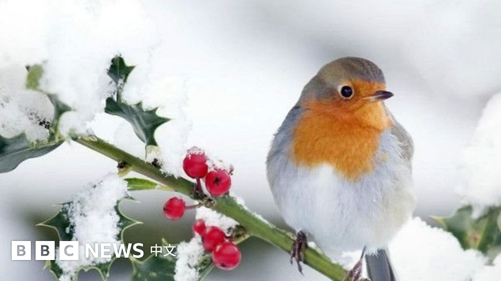 圣诞节：代表圣诞季的“动物三宝”