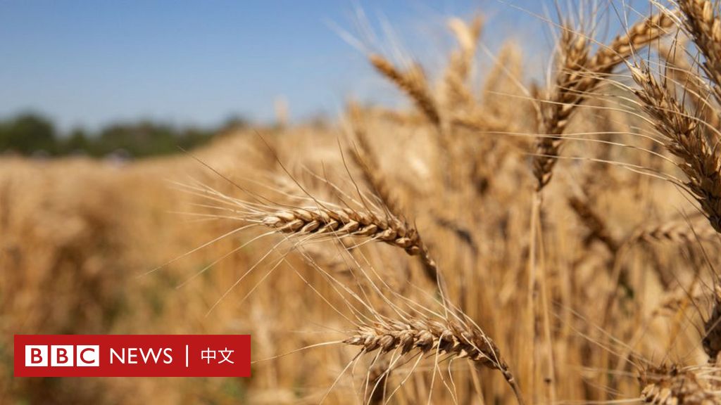 乌克兰战争：联合国警告未来数月可能出现全球食品危机