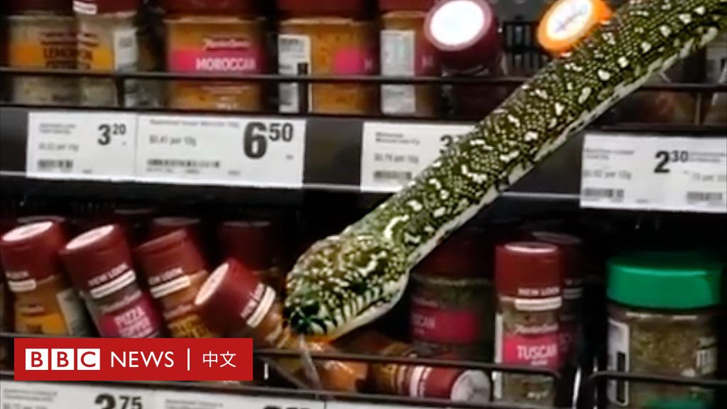 澳大利亚蟒蛇钻进超市调料架“束手就擒”