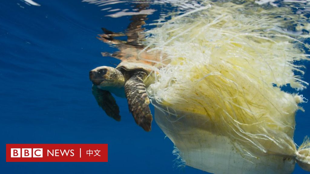 塑料如何慢慢杀死我们的海洋生物 鱼和鸟 c News 中文