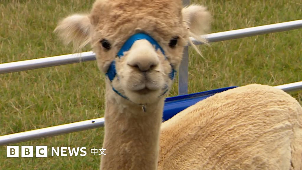 舒缓精神紧张的&ldquo;另类疗法&rdquo;&mdash;&mdash;遛羊驼去