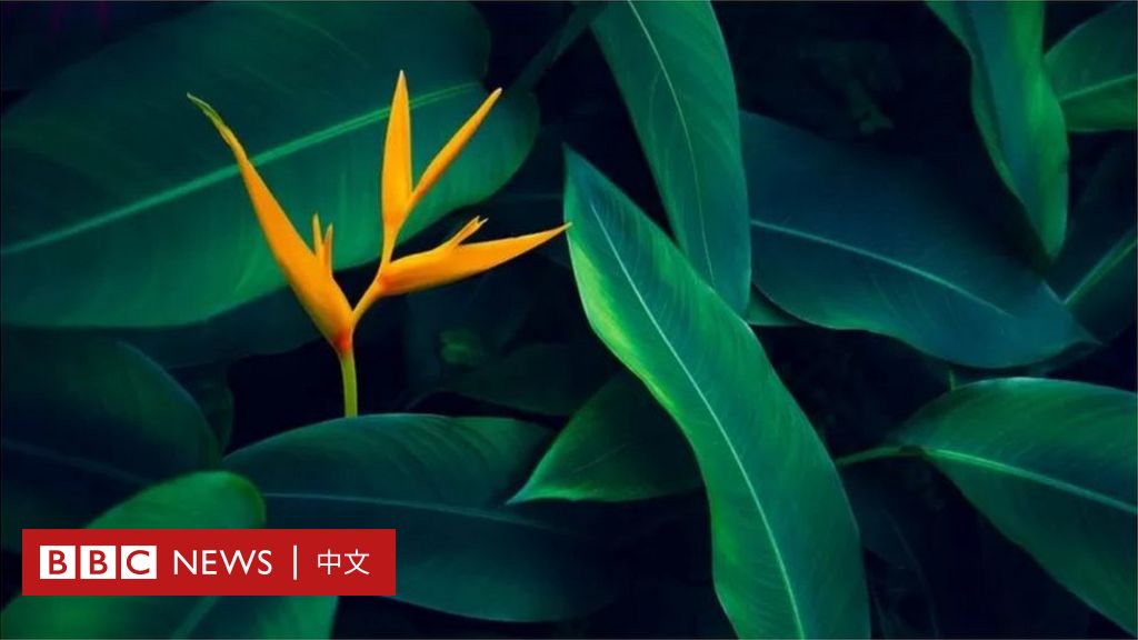 c 绿色星球 热播 关于植物你未必知晓的五个神奇事实 c News 中文