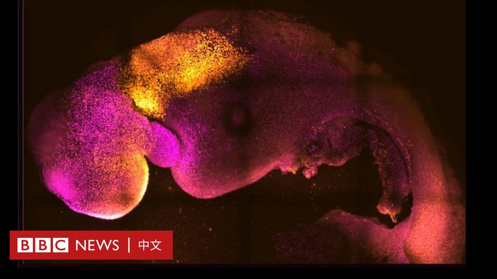 老鼠合成胚胎：英国剑桥科学家干细胞实验成功　有脑袋有心跳