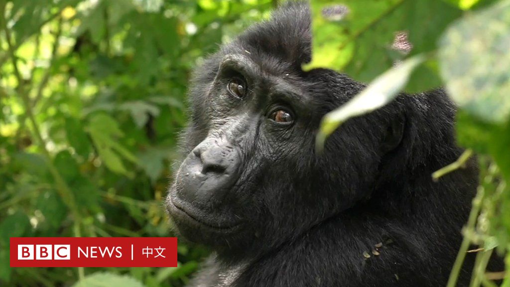山地大猩猩自然保护区探秘——BBC记者取经求教