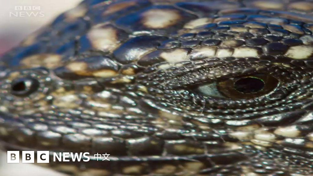 c 地球脈動 海鬣蜥蛇口生死一線 c News 中文