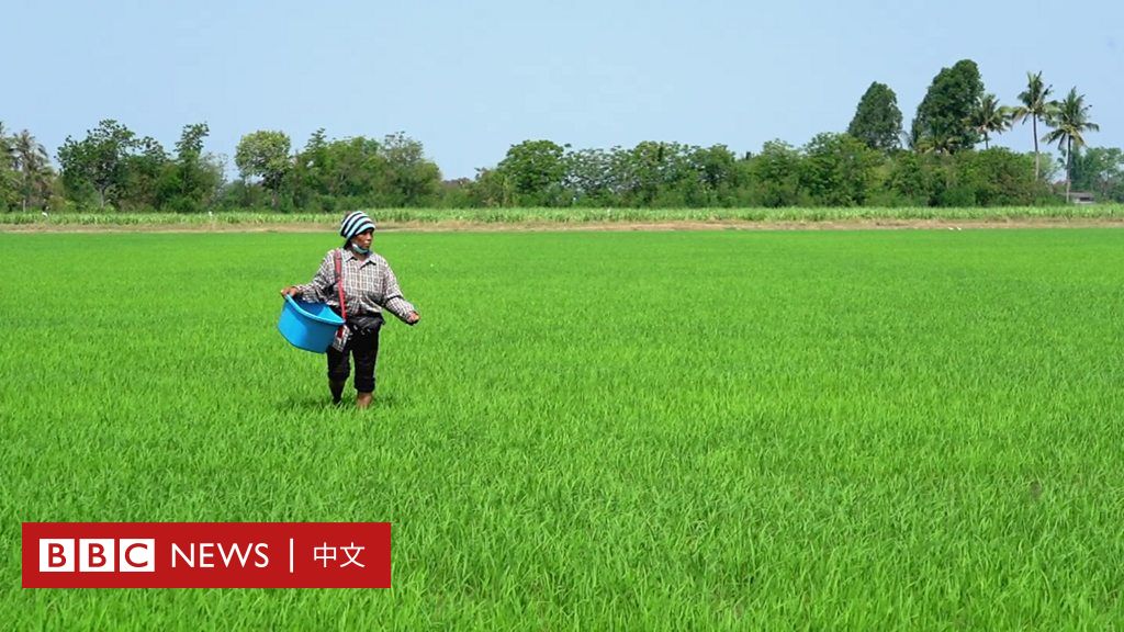 粮食危机：肥料价格飙涨下泰国米农艰难度日