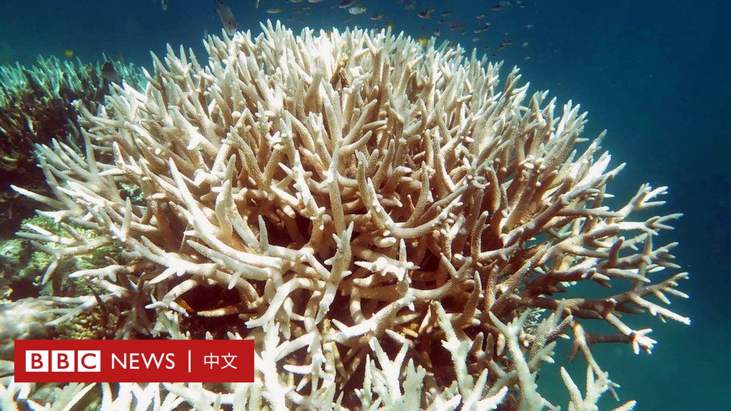 澳大利亞大堡礁：珊瑚白化破壞「史無前例」 - BBC News 中文