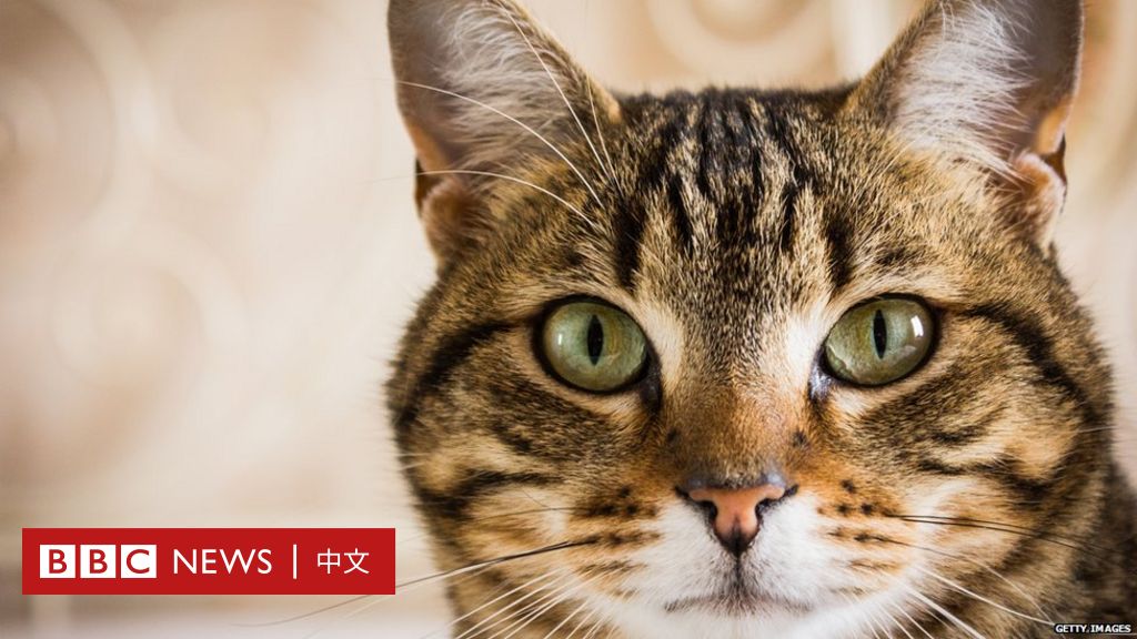 [情報/新聞] 世上最長壽的貓能活多久？