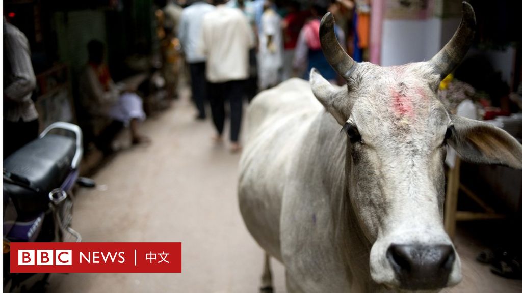 印度关键的北方邦选举：“牛患杀人”现象背后的政治和文化