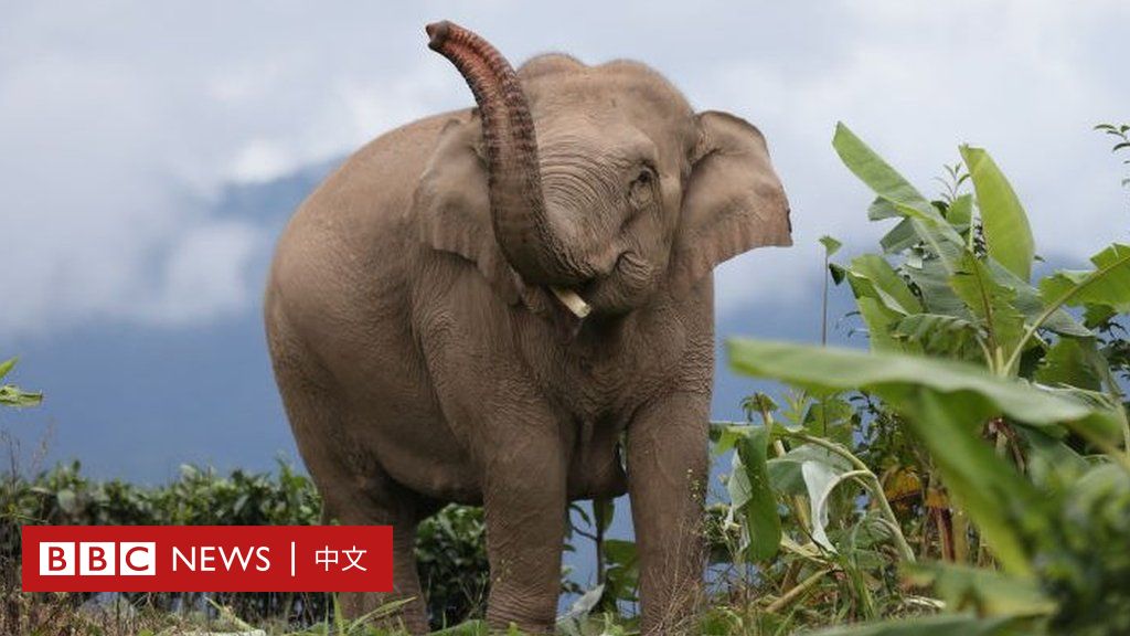 中国云南：一群亚洲象历时17个月的奇幻冒险之旅