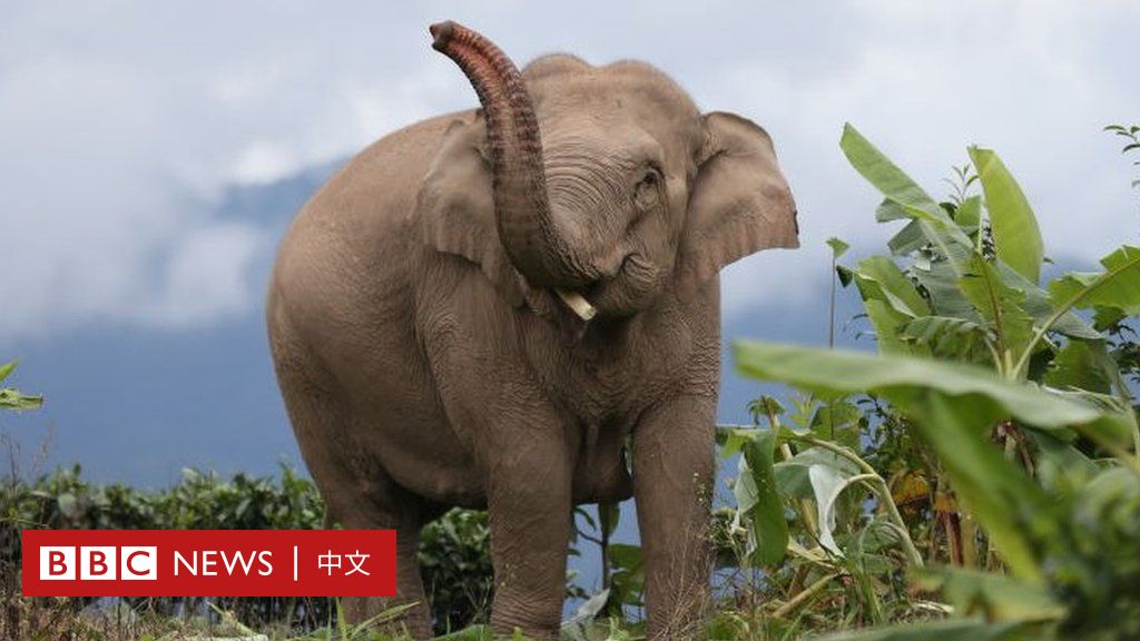 中国云南：一群亚洲象历时17个月的奇幻冒险之旅- BBC News 中文