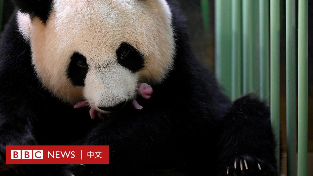 旅法大熊猫欢欢顺利诞下双胞胎