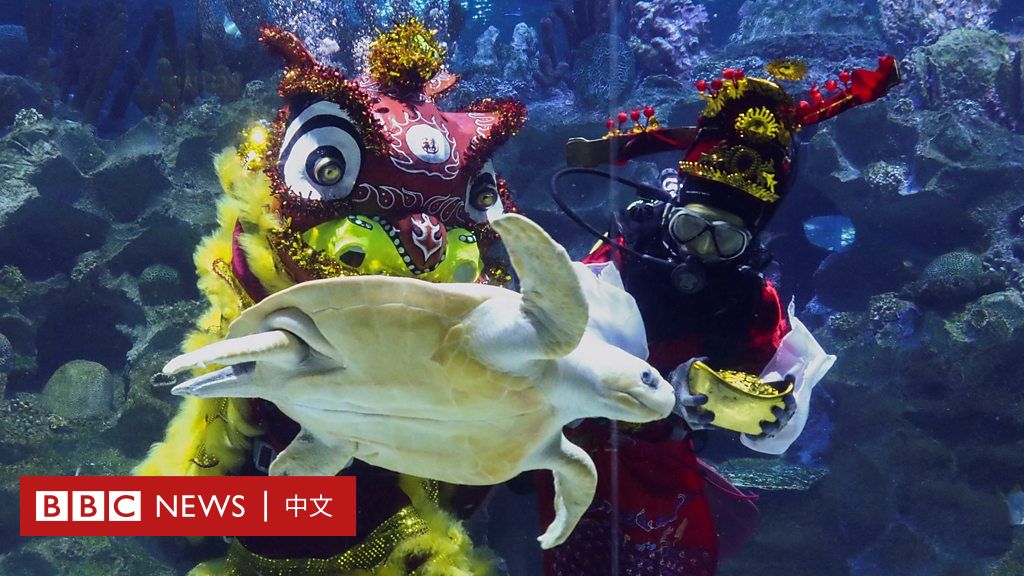 马来西亚水族馆“水底舞狮”贺新年