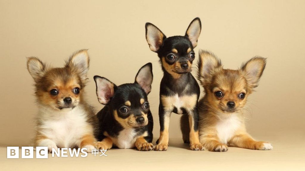 爱犬寿命知多少：我的宠物狗能活多久？