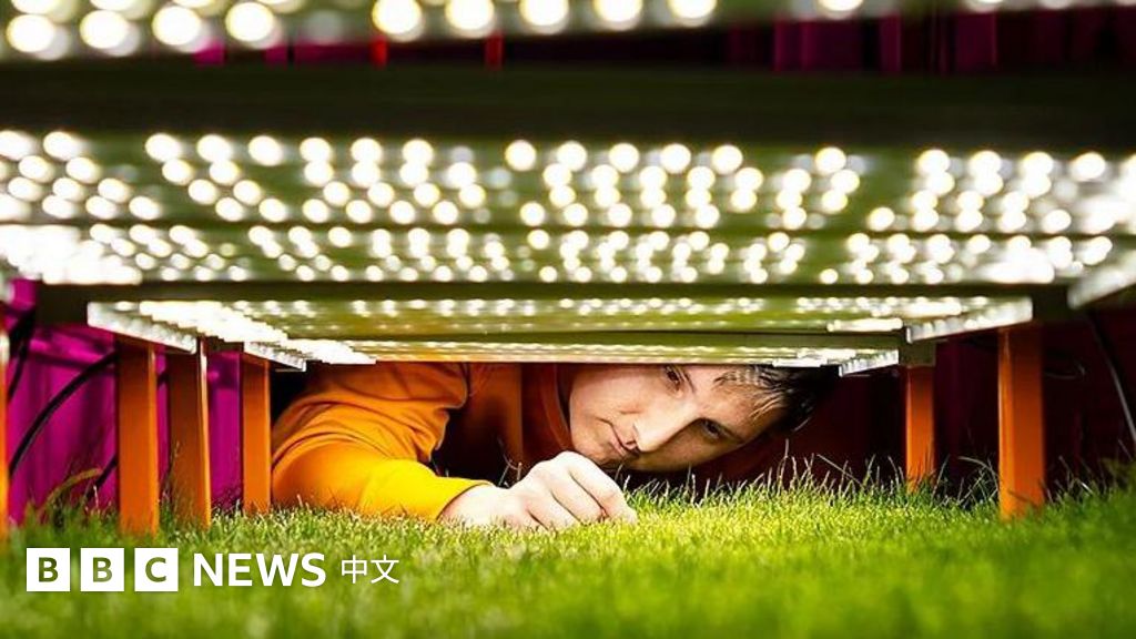 FIFA世界盃2026：美加墨賽場的草地，是科學家數十年的心血