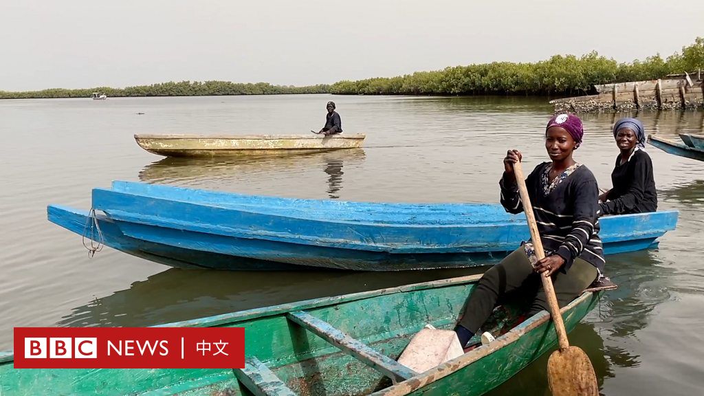 气候变化：冈比亚的牡蛎养殖户如何受到气候变化的打击
