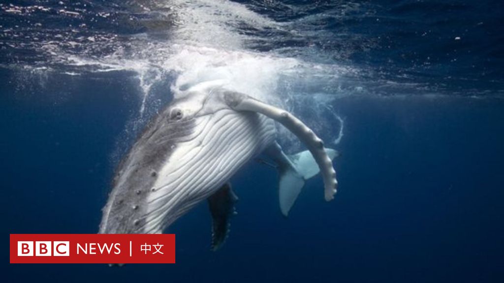 鲸鱼的未来：日本要求允许可持续性商业捕杀- BBC News 中文