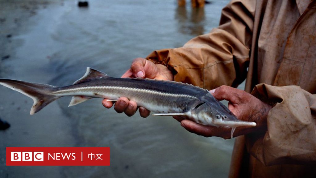 物種滅絶 淡水魚物種瀕危 英國歐洲現狀堪憂與中國長江禁漁 持久戰 c News 中文