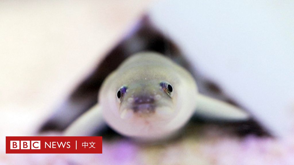 日本鳗鱼：从餐桌上的美食到濒危物种