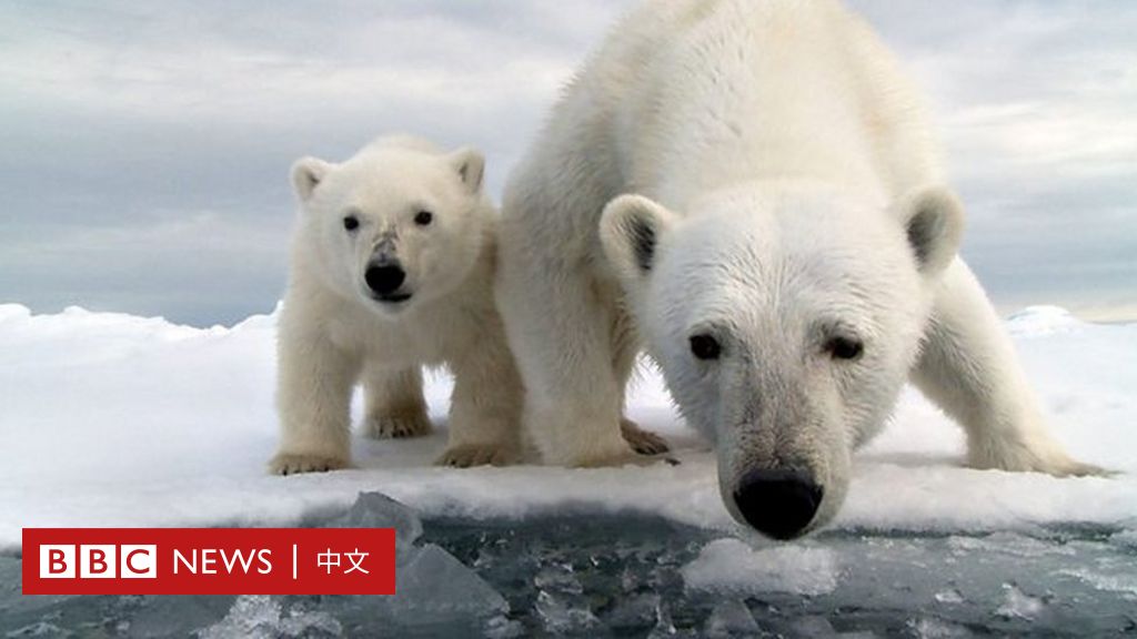 气候变化：“世界末日”提前？南极最大冰川融化加速