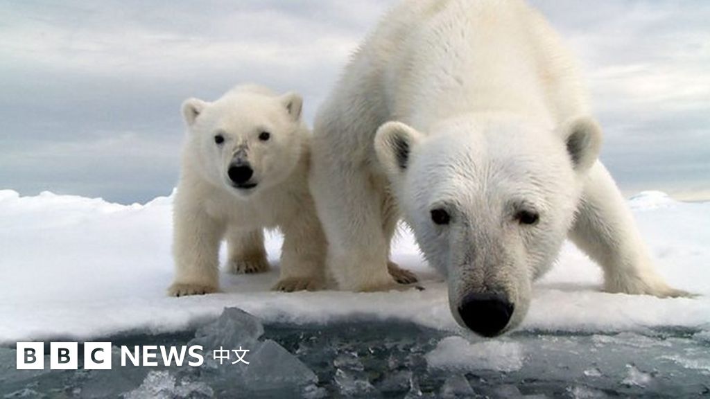 气候变化:“世界末日”提前?南极最大冰川融化加速
