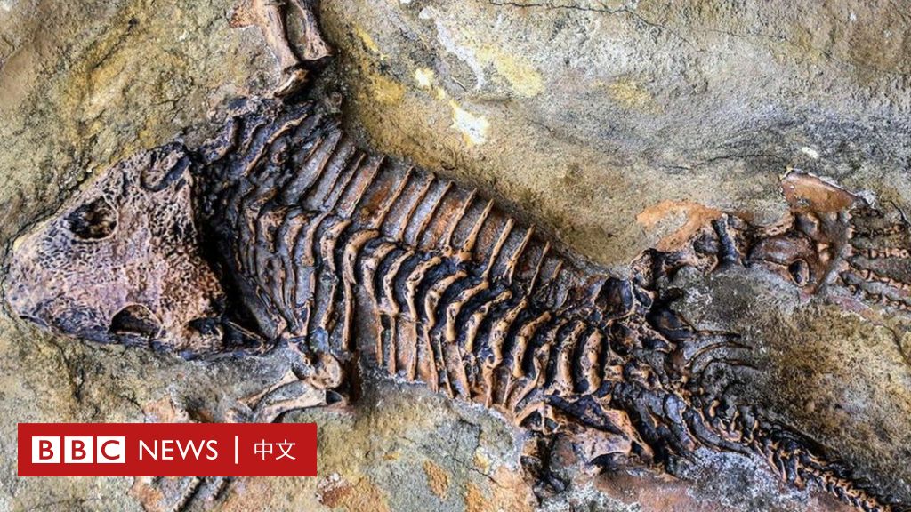 人死后要如何才能变成化石- BBC News 中文