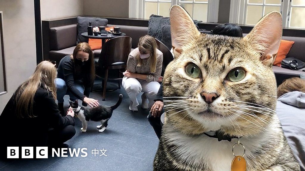 帮助无家可归猫咪的伦敦咖啡厅