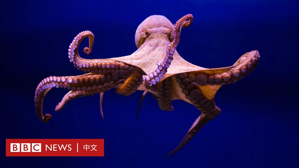 探索章鱼神秘的内心世界：作为章鱼有什么感觉？