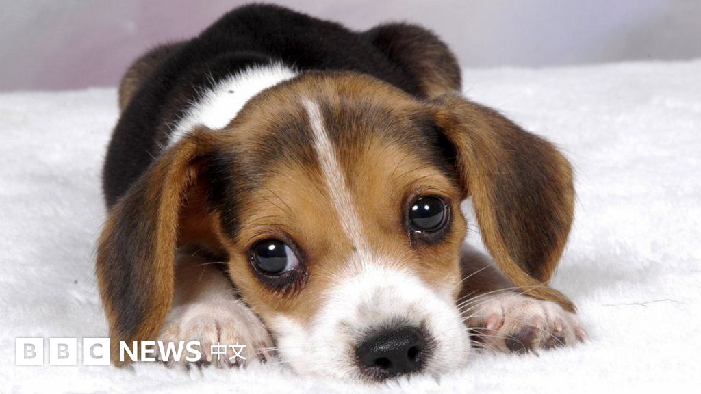 狗年開門旺 十句英語俗話看懂中英文化差異 c News 中文