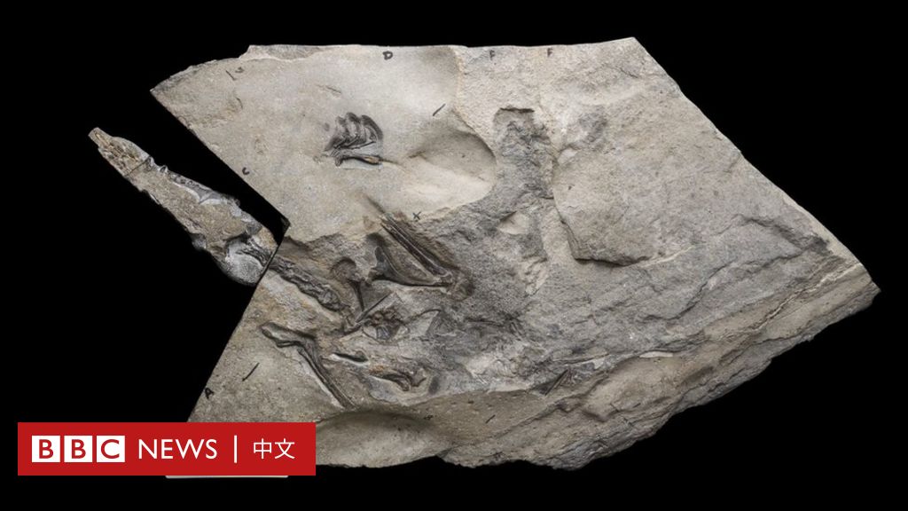 英国天空岛发现侏罗纪翼龙最大化石