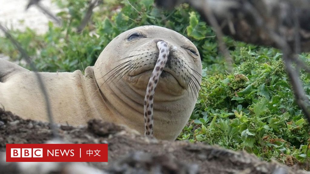 海豹遭鰻魚卡鼻 研究人員對原因有兩種猜想 c News 中文