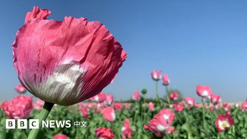 阿富汗塔利班上台一周年 四大承诺兑现了多少？