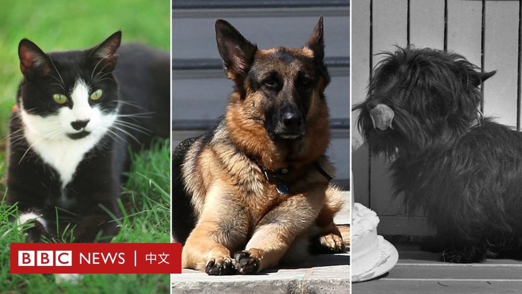 美国大选 拜登的宠物犬 冠军 和 少校 以及白宫内曾经的宠物 Bbc News 中文