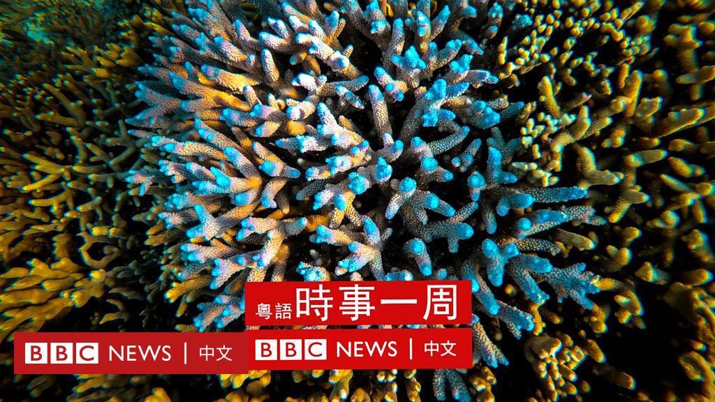 澳大利亚珊瑚礁：声音成为医治白化问题的灵丹妙药
