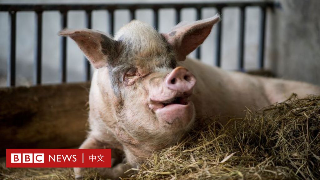 “猪坚强”：中国汶川大地震中幸存的“新闻动物”的故事