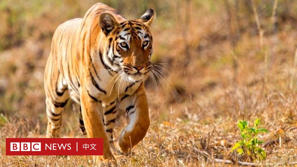 印度保护区管理人员利用人工智能保护老虎
