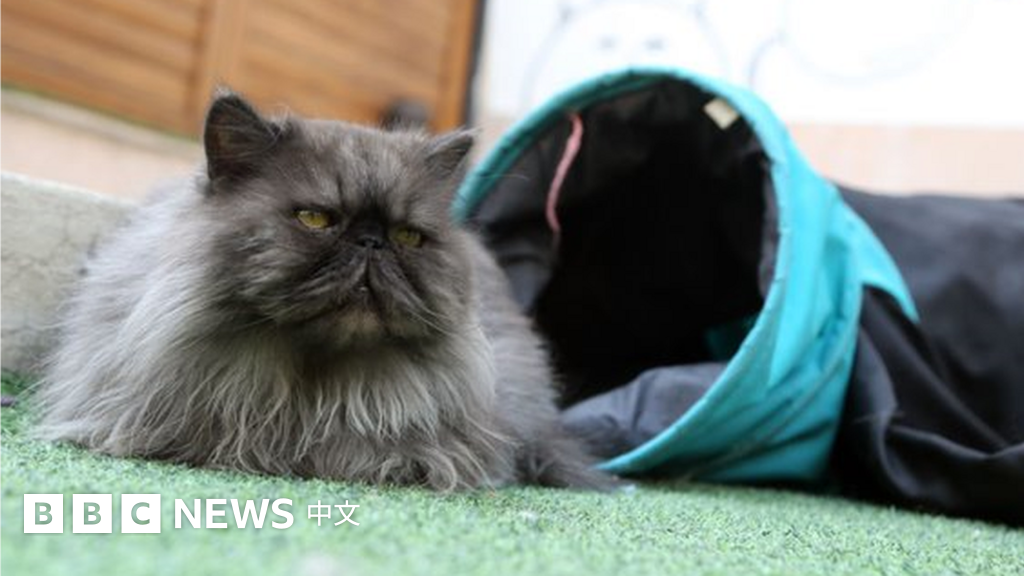 伊朗审议法案拟禁止饲养宠物 波斯猫还能在祖国呆下去吗？