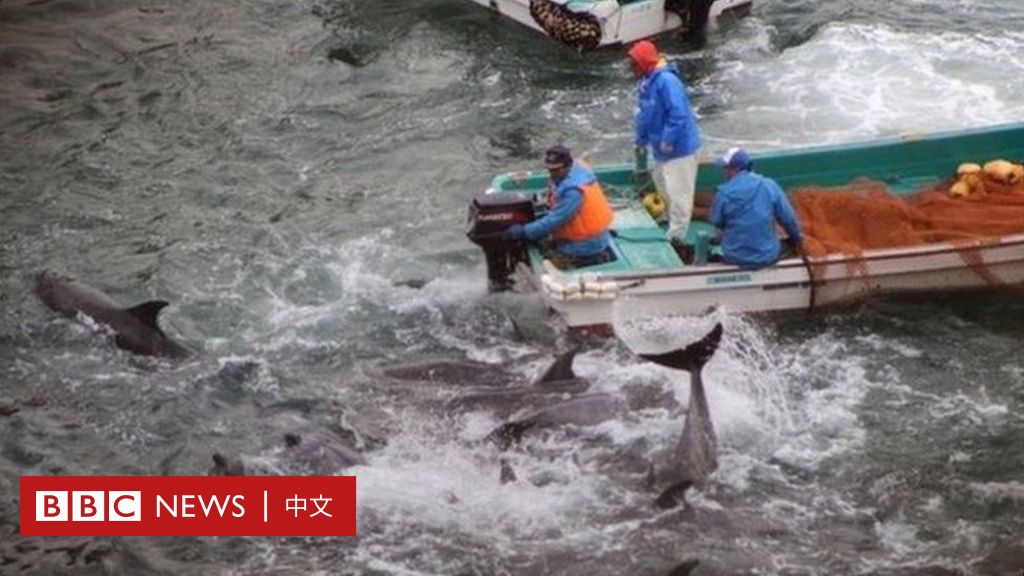 日本の「イルカ殺し祭り」と商業捕鯨再開をめぐる長引く論争 – BBCニュース中国語