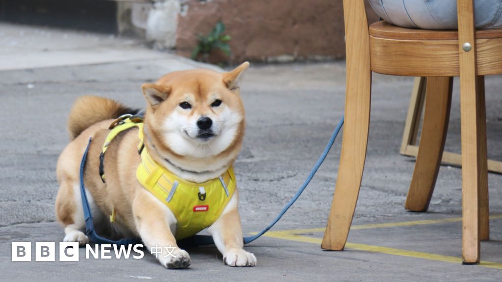 香港推动“宠物友善”餐厅促经济 会让业界陷入两难吗?