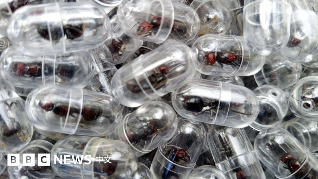 中国男子涉嫌企图从肯亚走私两千蚁后被捕