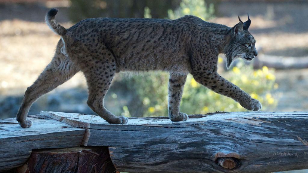 An Iberian lynx walks at the Iberian Lynx Observatory of "El Acebuche" at the Donana Natural Park in Huelva on June 30, 2021.