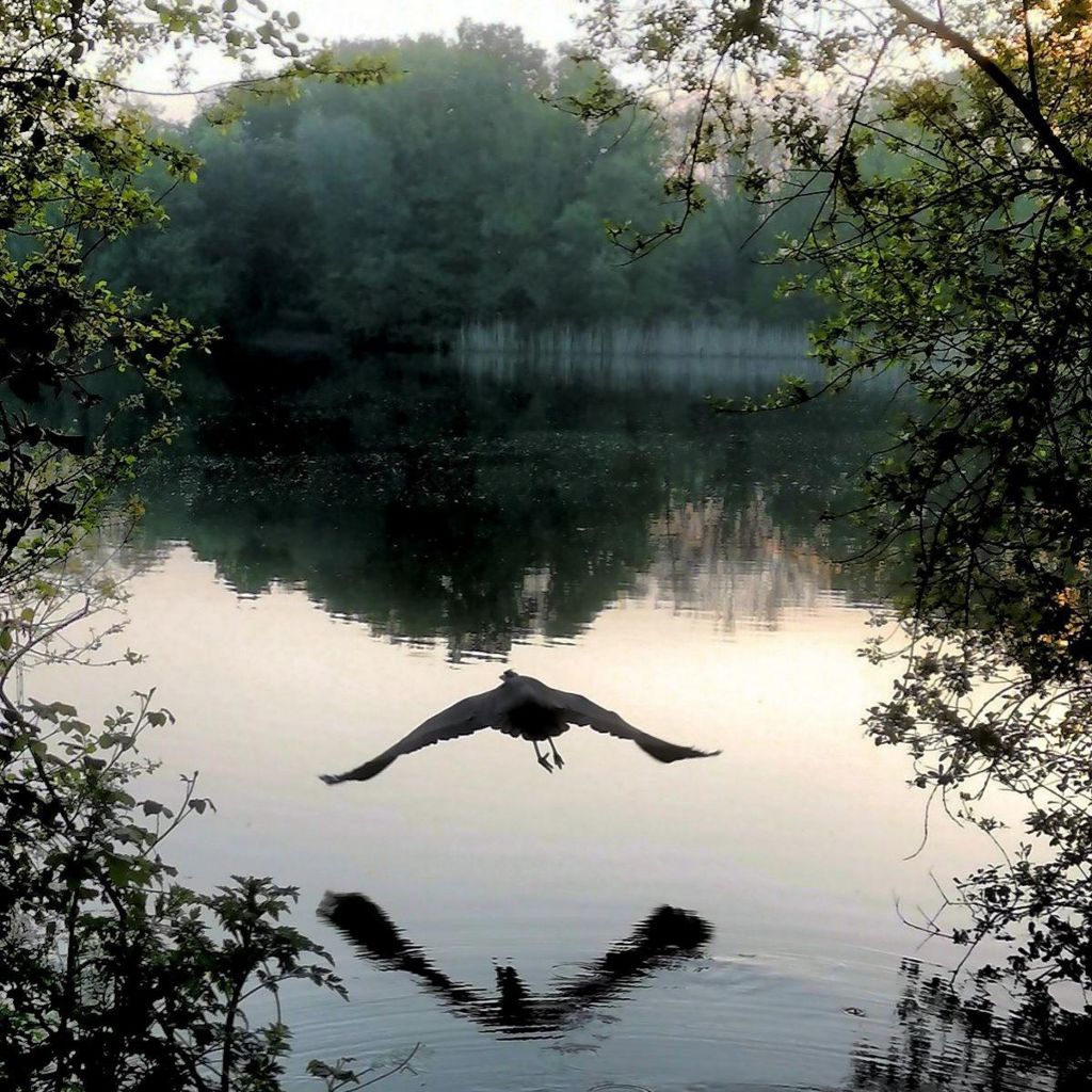 A heron in flight over a pond and reflected in the water t Dinton Pastures, Wokingham