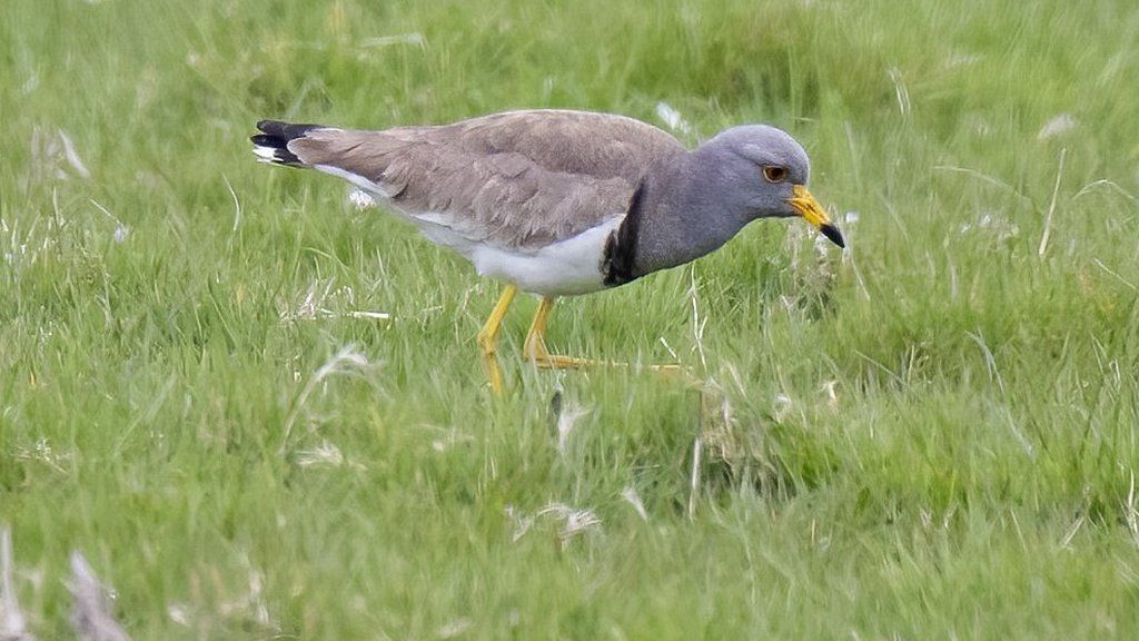 Grey-headed lapwing on grass